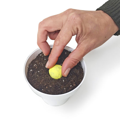 Bombas de semillas Plantas Aromáticas