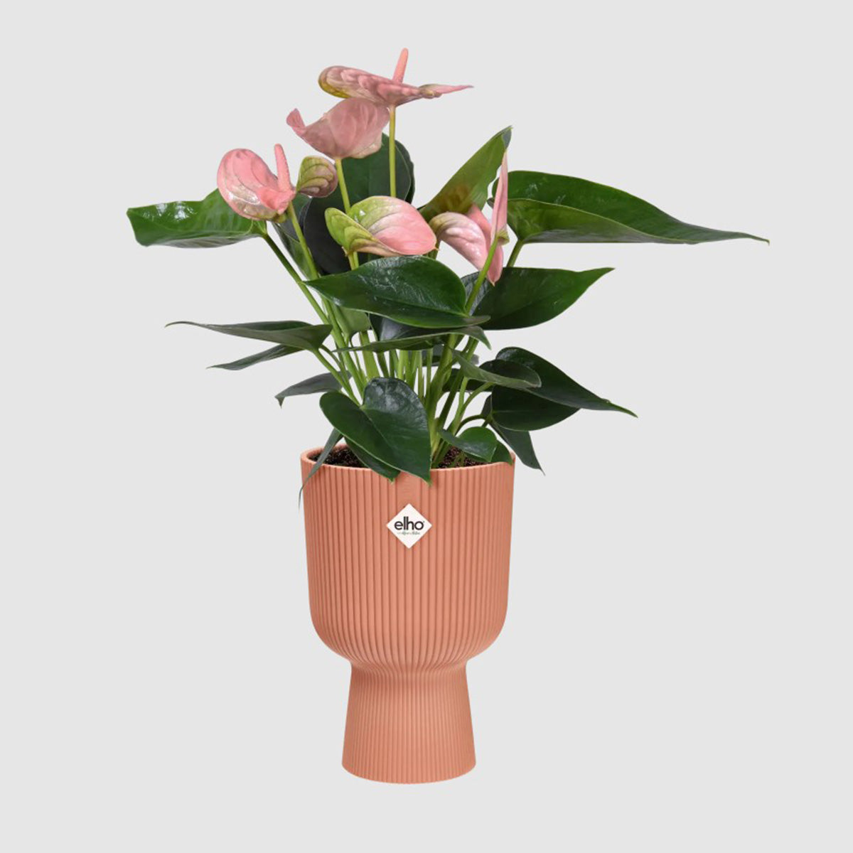 Macetero vibes fold coupe delicate pink Elho 30 cm