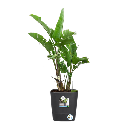 Macetero con autoriego Greensense Aquacare Square Elho 30 cm charcoal grey