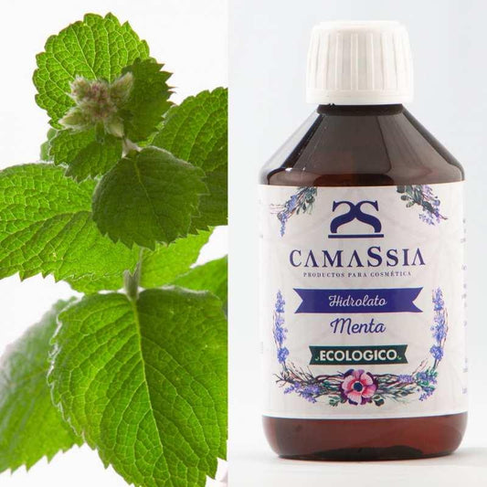 Hidrolato de menta BIO Camassia