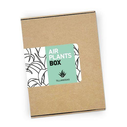 Box Tillandsias