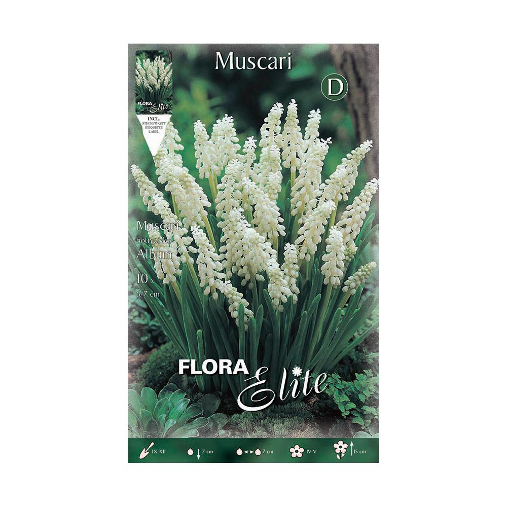 Bulbos Muscaris blanco Elite 10 uds