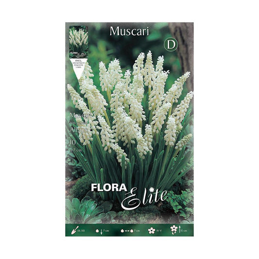 Bulbos Muscaris blanco Elite 10 uds