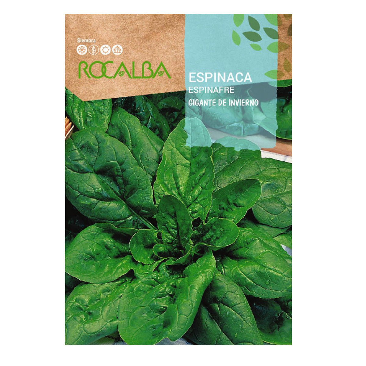Semillas de Espinaca Gigante de invierno en cinta, Rocalba