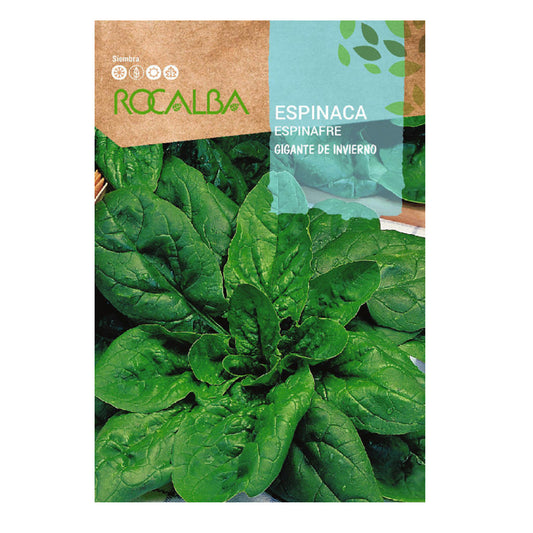 Semillas de Espinaca Gigante de invierno en cinta, Rocalba