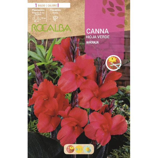 Bulbo Canna hoja verde naranja 1 unidad