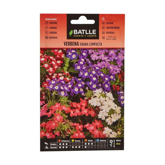 Semillas de  Verbena enana compacta