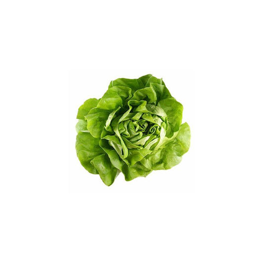 Plantón de Lechuga Trocadero Verde 6 uds. Gama Tradicional