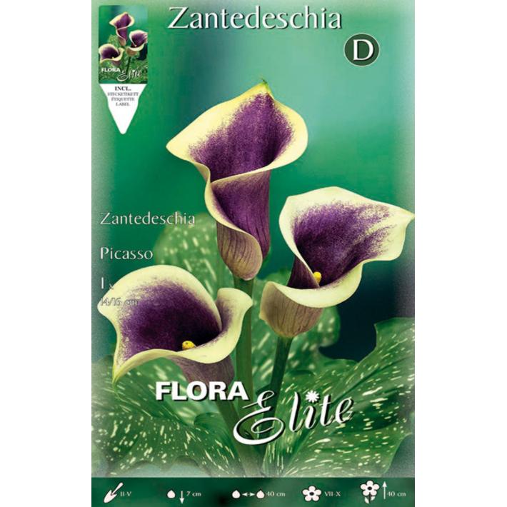 Bulbo Calla Picasso violeta 10 uds