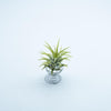 Tillandsia Ionantha Rubra