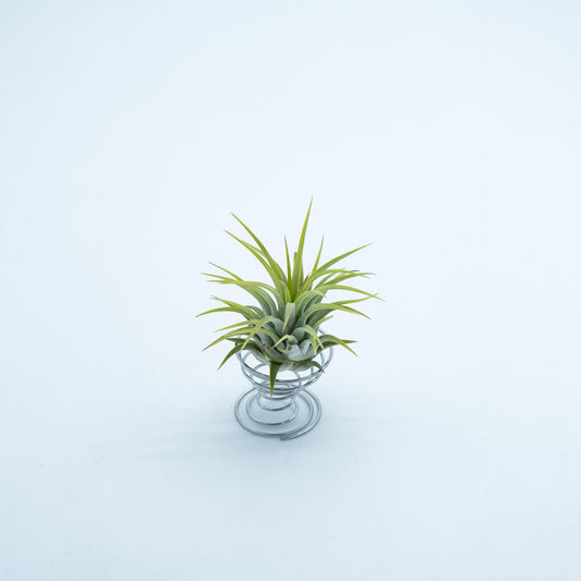 Tillandsia Ionantha Rubra