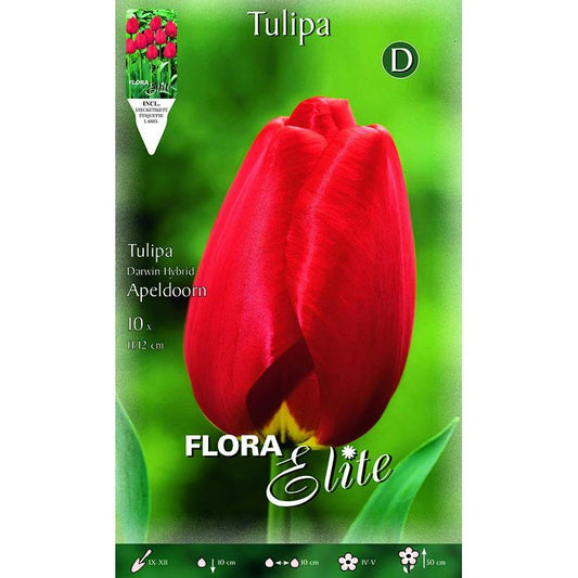 Bulbos Tulipán Darwin rojo Elite 10 uds