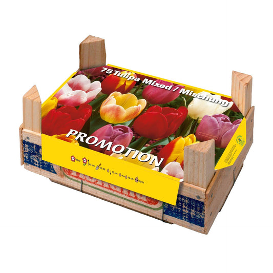Caja Tray Tulipanes Elite 75 uds