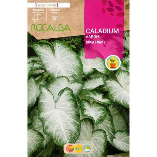 Caladium Aaron Hoja fancy  verde oscuro y blanco