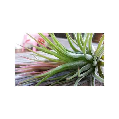 Tillandsia kolbii (Ionantha Scaposa)