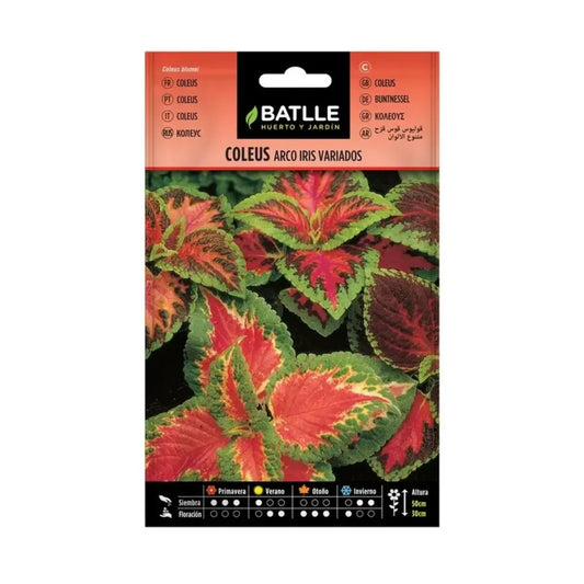 Semillas de  Coleus arco iris variado