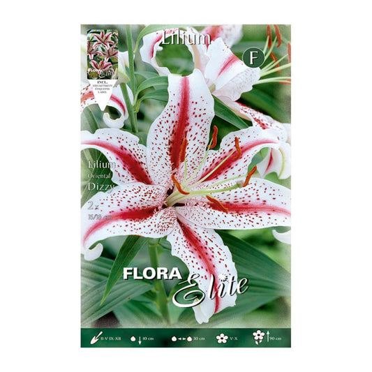 Bulbo Lilium Oriental Dizzy  20 uds