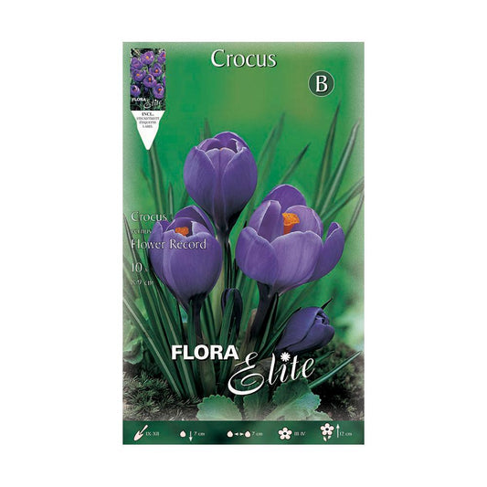 Bulbos Crocus púrpura Elite 10 uds