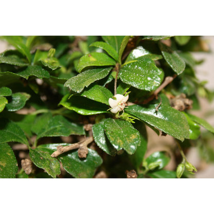 Bonsái Carmona microphylla 5 años