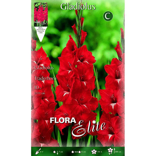 Bulbo Gladiolo rojo botón blanco 10 uds