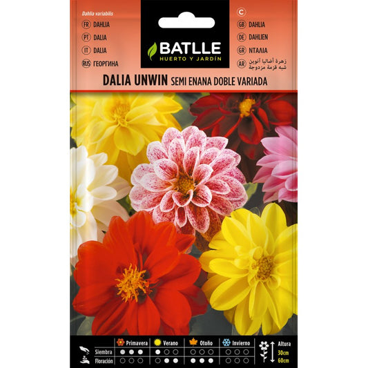 Semillas de  Dalia Unwin semi enana doble variada