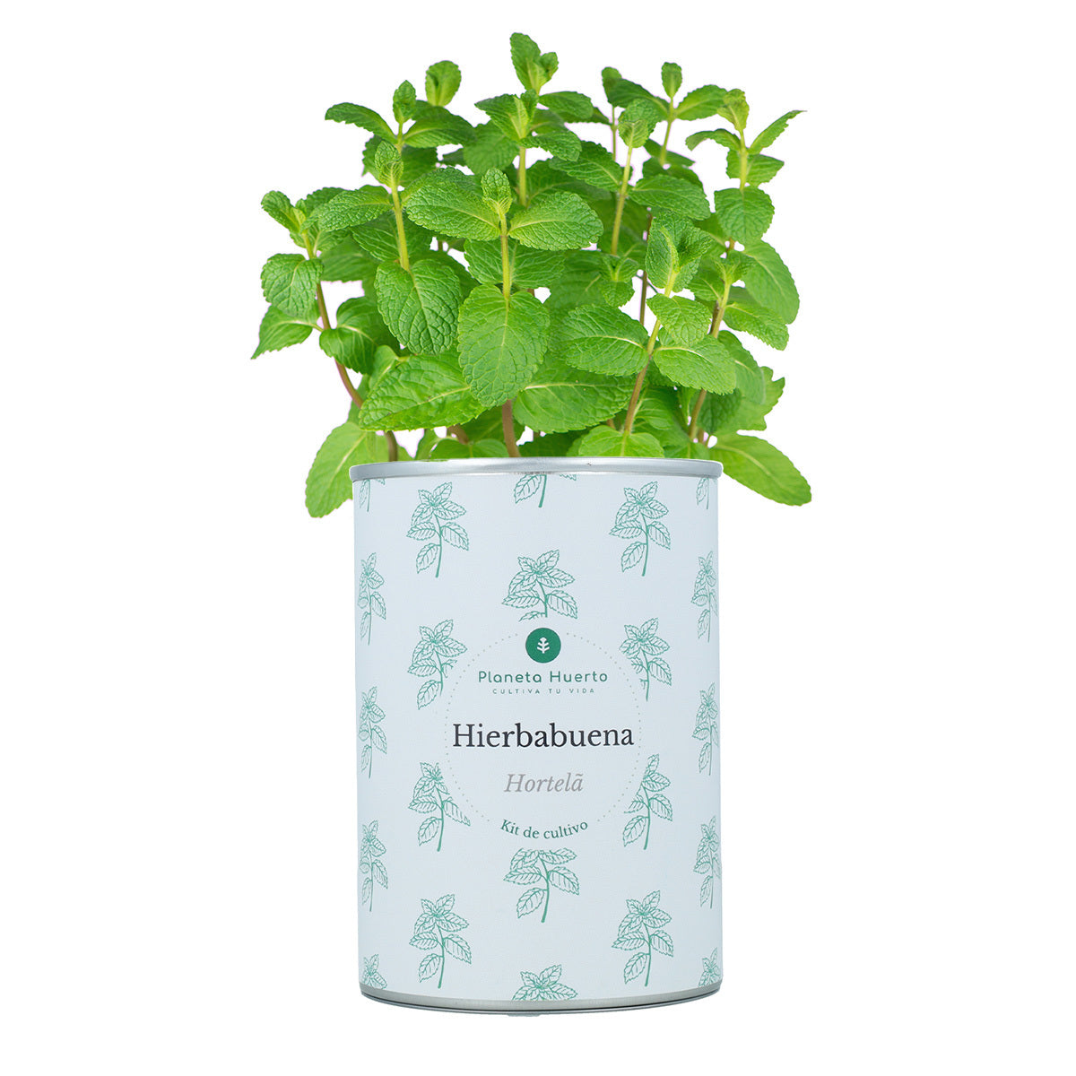 Pack Cofre Kits de cultivo aromáticas Planeta Huerto