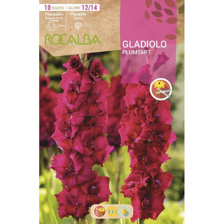 Bulbo Gladiolo Plumtart Púrpura 10 unidades (12/14)