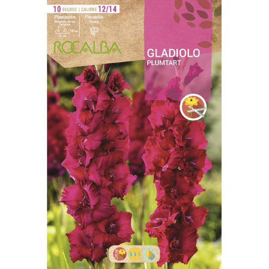Bulbo Gladiolo Plumtart Púrpura 10 unidades (12/14)