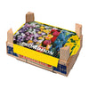 Caja Tray Mix Bulbos Otoño Elite 100 uds