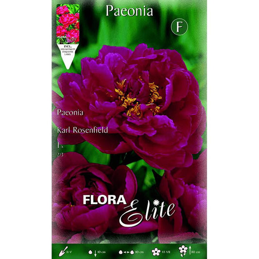Bulbo Peonia roja