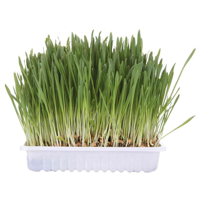 Recambio de Hierba Gatos para Bandeja Trixie 100 g