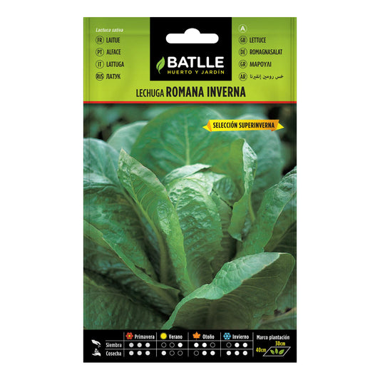 Semillas de  Lechuga Inverna sel. Super Inverna