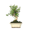 Bonsái Olea europaea sylvestris 7 años - ACEBUCHE