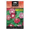 Semillas de  Ipomea roja