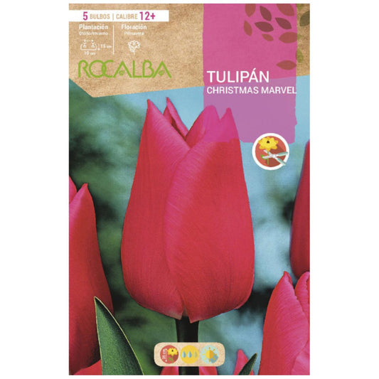 Bulbo Tulipán Christmas Marvel rosa 5 uds Rocalba