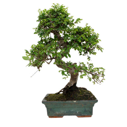 Bonsái Zelkova parvifolia 8 años - OLMO CHINO