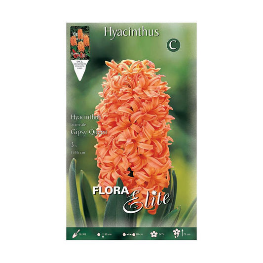 Bulbos Jacinto naranja Elite 3 uds