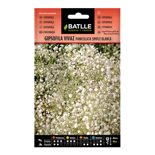 Semillas de Gipsofila vivaz Paniculata simple blanca