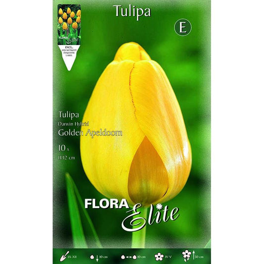 Bulbos Tulipán Darwin amarillo Elite 10 uds