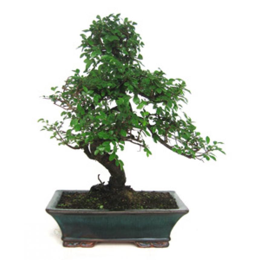 Bonsái Zelkova parvifolia 10 años - OLMO CHINO