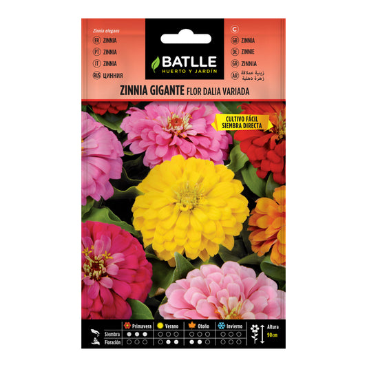 Semillas de  Zinnia gigante flor Dalia variada