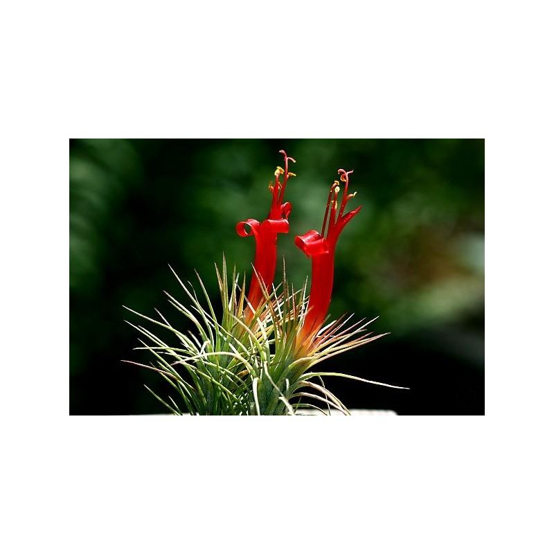 Tillandsia funckiana