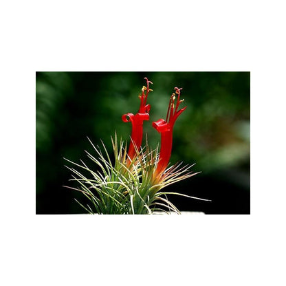 Tillandsia funckiana