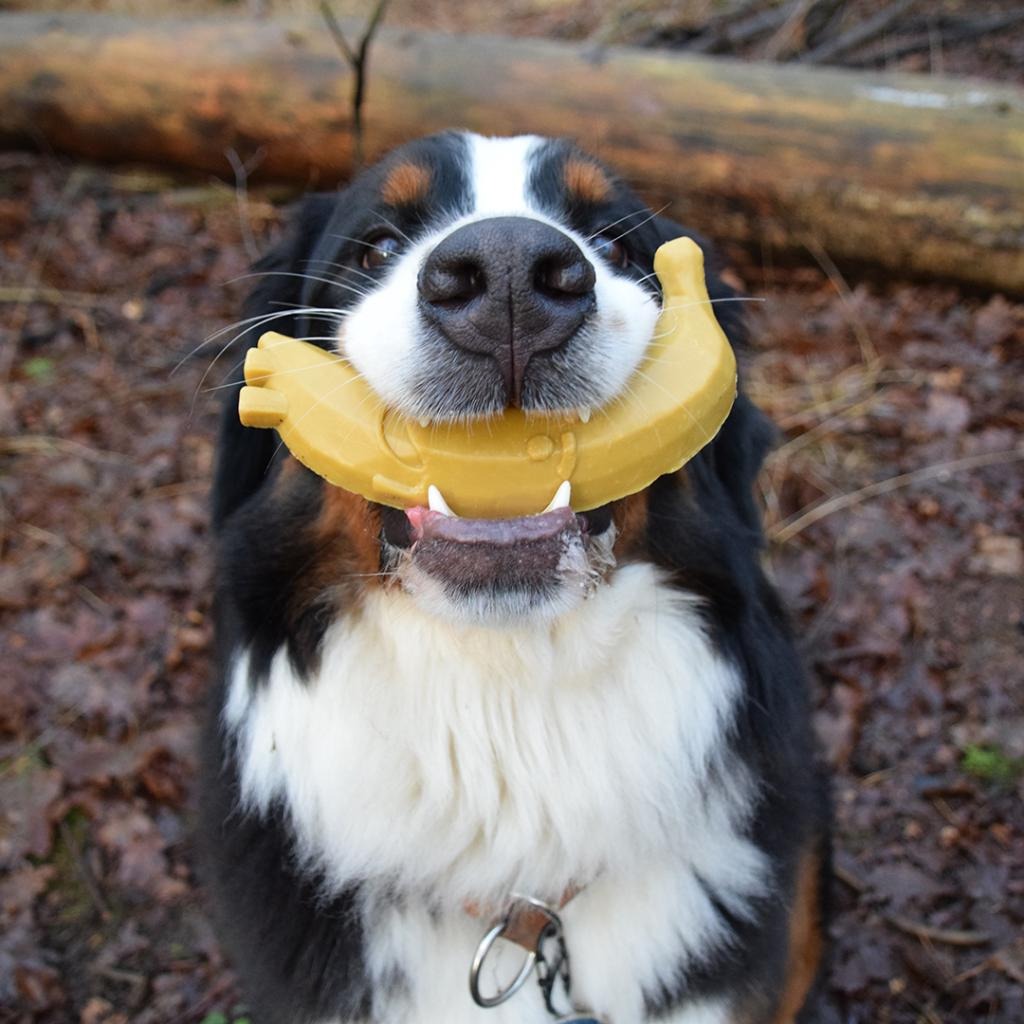 Garden Bites Fruity Friends Snack para perros L 3 uds Duvo